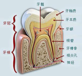 牙齿漏神经的表现 牙齿6表现说明牙齿老了