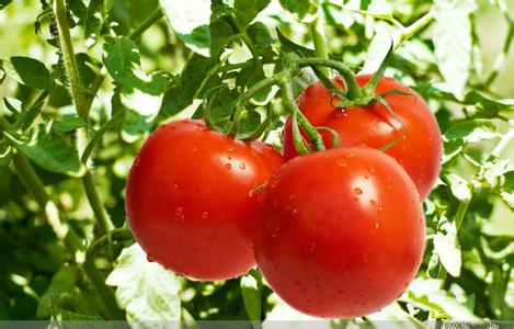 西红柿的美容功效 西红柿十大养生功效美容防衰老