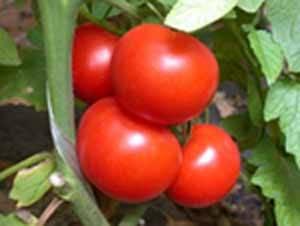 西红柿的营养价值 西红柿越红 营养越高