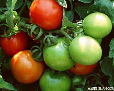 绿色西红柿能吃吗 绿色西红柿有毒吗