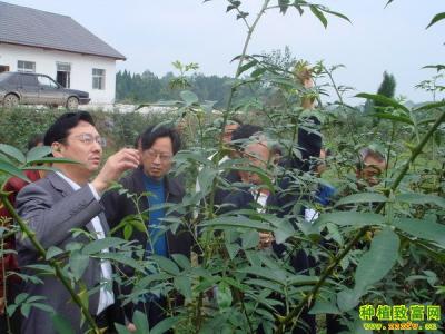 花椒栽培管理技术 花椒的栽培管理技术