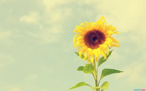 关于向日葵的诗句 关于向日葵的知识集锦