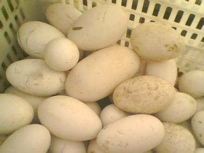 真鹅蛋和假鹅蛋图片 怎样挑选新鲜鹅蛋