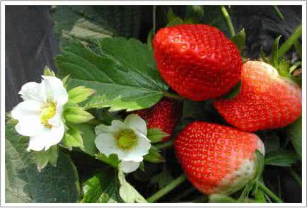 夏四奶奶 草莓安全越夏四措施