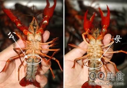 怎样分辨龙虾的公母 小龙虾怎么分辨公母