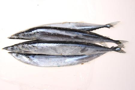 秋刀鱼中国叫什么 秋刀鱼是什么鱼