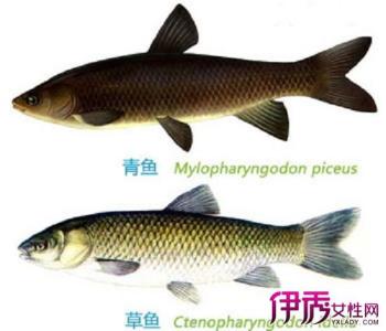 青鱼和草鱼的区别 青鱼和草鱼的区别有哪些