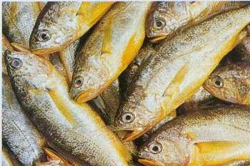 带鱼的营养价值及功效 黄鱼的营养价值及功效