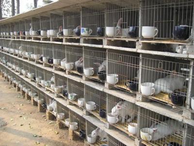 100只獭兔养殖利润 獭兔安全养殖法