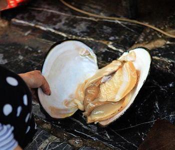 女人吃河蚌的营养价值 河蚌的营养价值