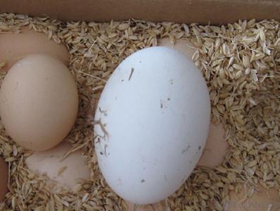 鸭蛋怎么吃最有营养 鸡蛋和鸭蛋哪个营养价值高
