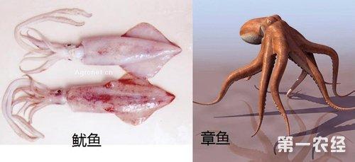 章鱼和鱿鱼的区别 章鱼不等于鱿鱼，区别介绍