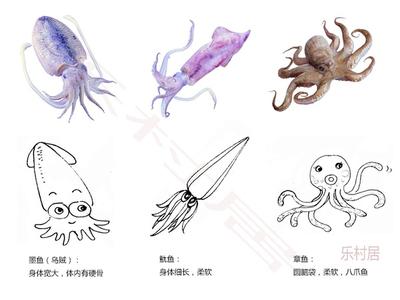 乌贼和章鱼是什么关系 鱿鱼和乌贼有什么区别