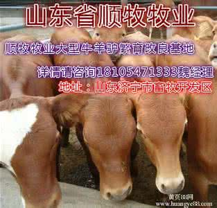 怎样喂养肉牛长的更快 肉牛喂养要注意的几个重点