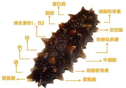 灵芝有的10大功效 海参的10大功效