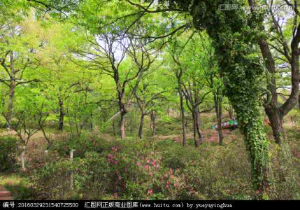 清明节春游 河南清明节旅游攻略 最适合春游的山林间