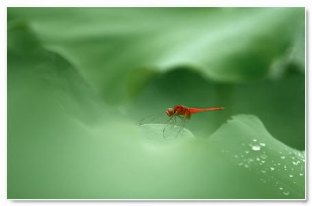 马婵简介你是一只蜻蜓 你是一只蜻蜓，点过我的湖心