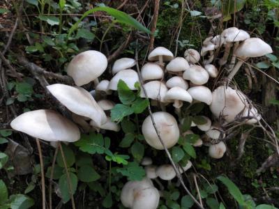 蘑菇的功效与作用 蘑菇有什么功效与作用