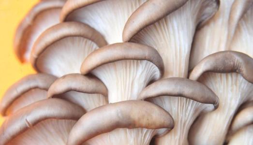 常吃蘑菇的好处 常吃蘑菇有哪些好处