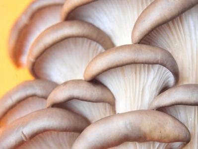 香菇的功效与作用 蘑菇的功效与作用