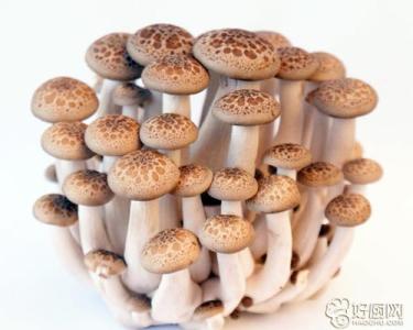 蘑菇的营养价值及功效 不同种类蘑菇的营养食疗功效