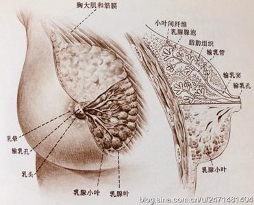 月经前乳房胀痛正常吗? 经期前乳房胀痛是什么原因