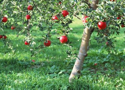 春季苹果树管理 春季如何管理好苹果树