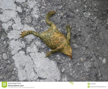 一只摔死的青蛙的启示 一只摔死的青蛙