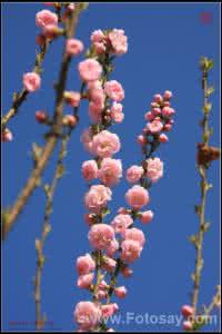 花 灼灼,落 昨日看花花灼灼，今朝看花花欲落