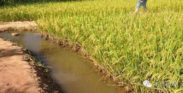 稻田养殖泥鳅技术 泥鳅在稻田中的养殖技术