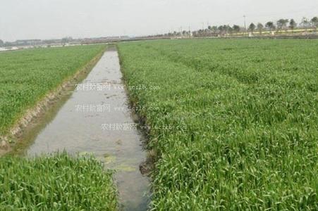 稻田泥鳅养殖 稻田养殖泥鳅方法