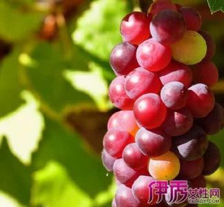 新鲜葡萄 夏季新鲜葡萄如何保存