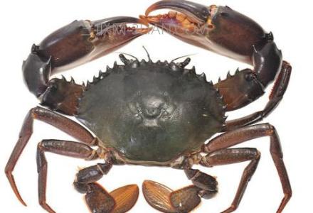 糖尿病能吃皮皮虾吗 糖尿病能吃螃蟹吗