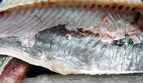鱼身上毒素最高的地方 鱼身上不能吃的部位