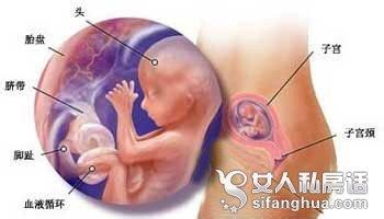 怀孕七个月宝宝头朝哪 怀孕七个月胎儿图