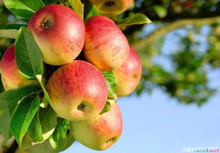 每天一个苹果 每天一个苹果有利于心血管健康