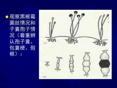 放线菌的繁殖方式 什么是放线菌 放线菌繁殖方式 放线菌生理作用