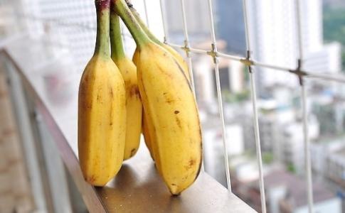 芭蕉比香蕉难吃 你吃的是芭蕉还是香蕉
