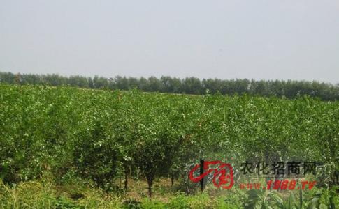冬枣栽培技术 冬枣的栽培技术和肥水管理