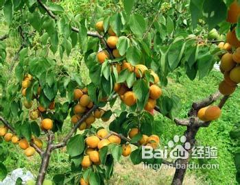 杏树怎么种植 杏树的栽植方法