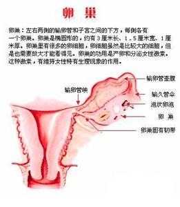 多囊卵巢不孕不育 卵巢功能与不孕不育(2)