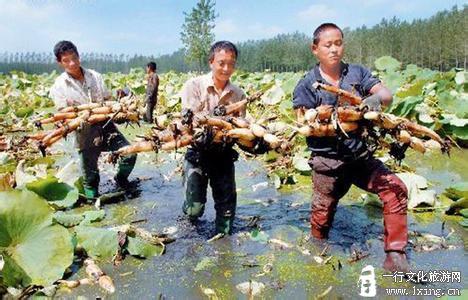 广场舞藕断丝连三步踩 明湖踩藕