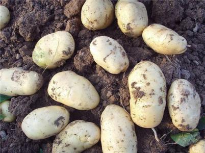 土豆怎样保存不发芽 土豆哪5种保存不发芽