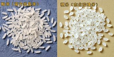 粳米的功效与作用 粳米和大米的区别