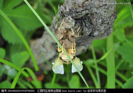 苏教版金蝉脱壳说课稿 金蝉脱壳说课稿