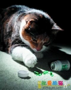 怎样给猫咪喂药 你知道怎样给猫咪喂药吗？