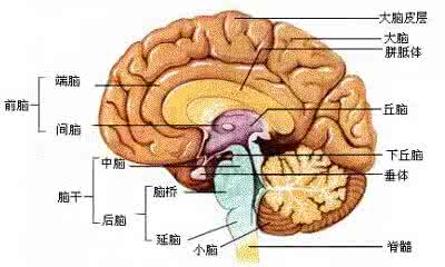 镜子的启示阅读答案 你了解大脑吗阅读答案