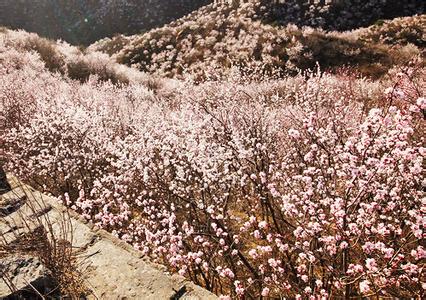 北京昌平春季赏花 春季北京昌平看桃花的地方