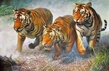 三只老虎的故事 成功路上的三只虎