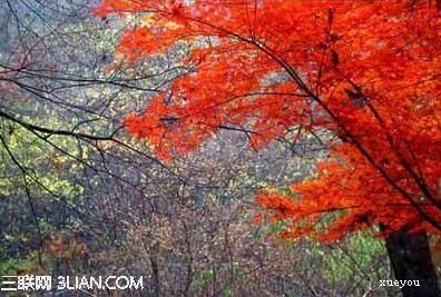 秋天旅游的好地方 国内秋天赏红叶的10个好地方